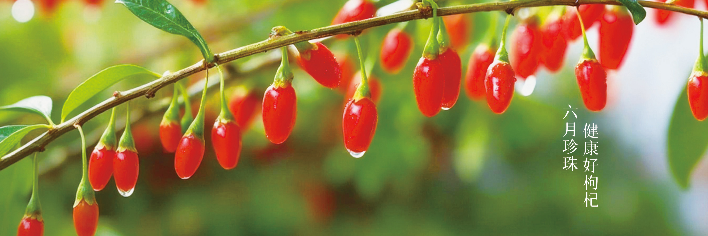 Furniture Collection 2023