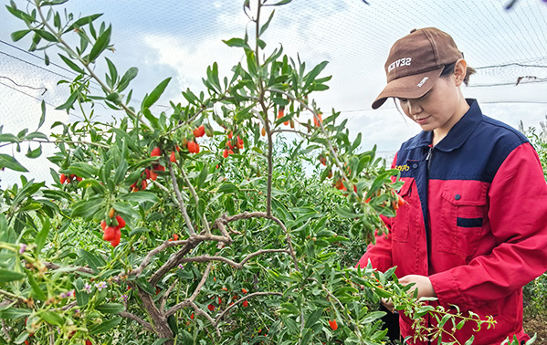 乡村振兴 产业共富